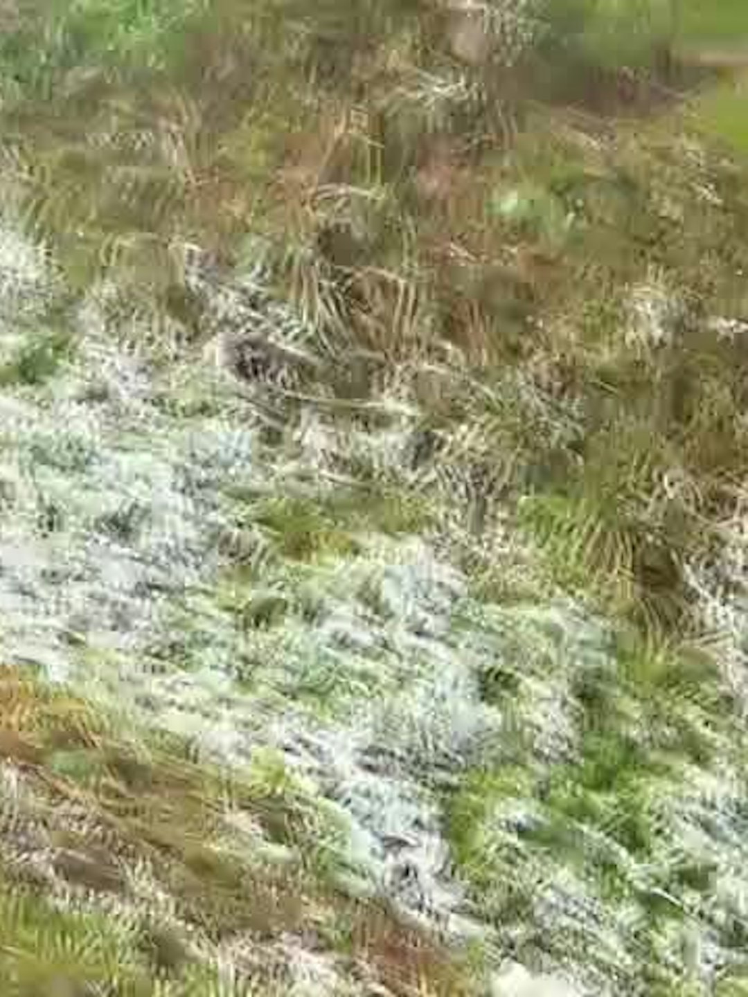 Fenómeno de cencelladas: Escarcha podría repetirse