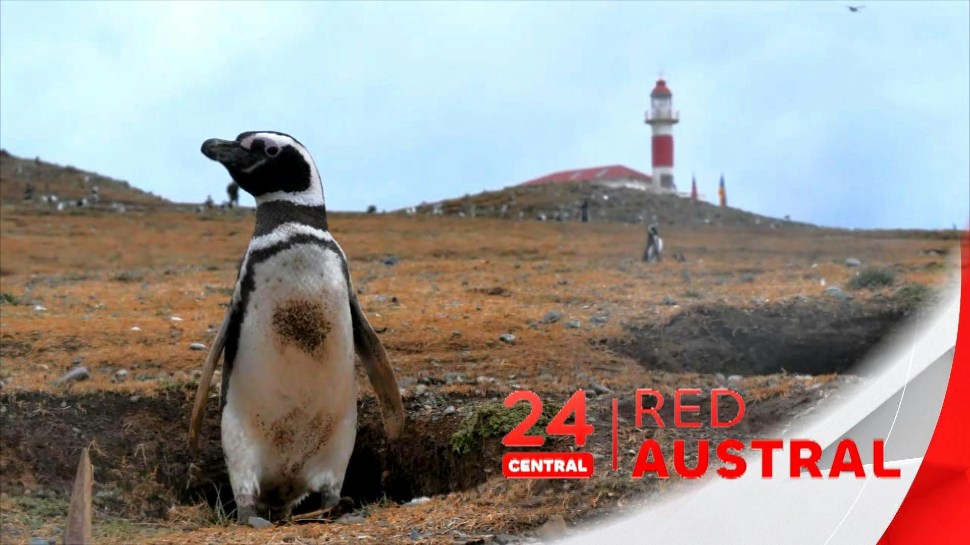Noticiero 24 horas Red Austral