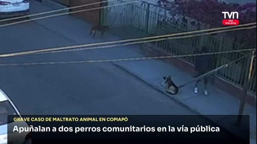 Copiapó: sujeto apuñaló a dos perritos