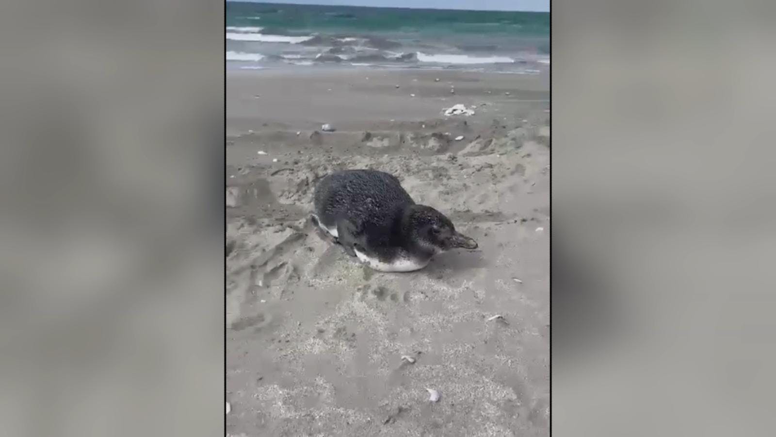 Aumenta preocupación por varazón de pingüinos