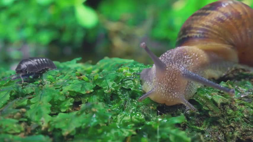 Microterrícolas Capítulo 14: "Buscando a Bernardito"