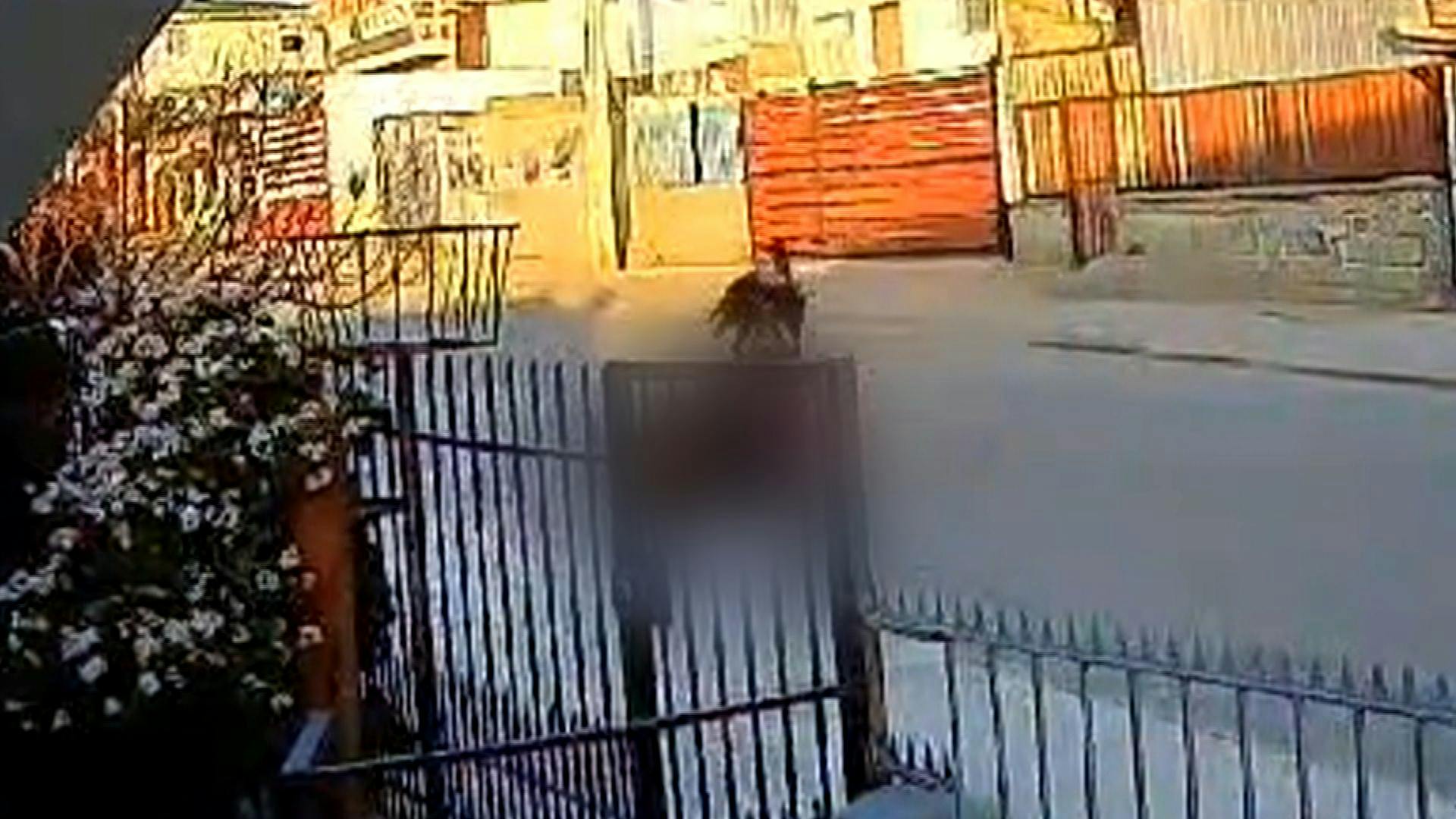 Jauría de perros ataca a vecina de San Antonio