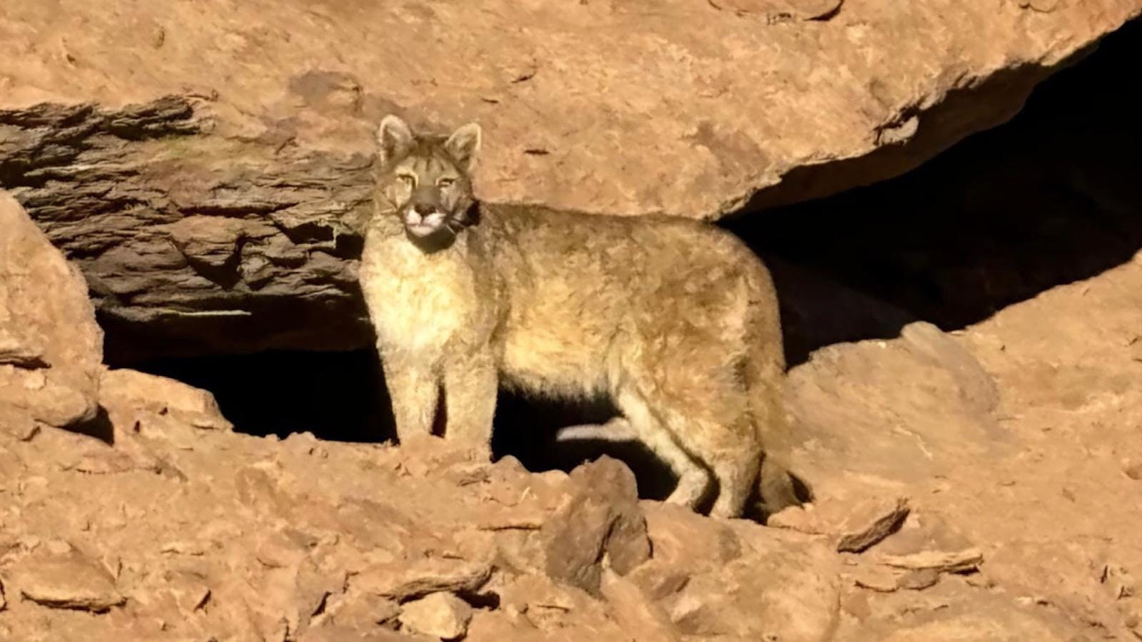 Nuevo avistamiento de puma en la provincia El Loa