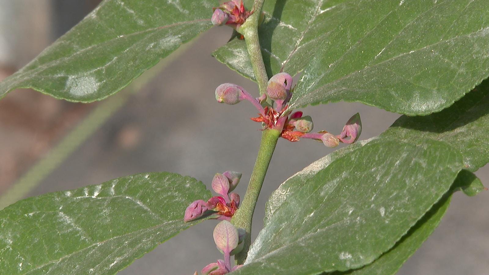 Inédita producción de arándanos en el norte grande