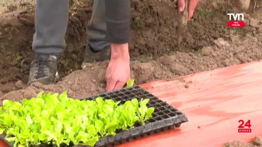 Preocupación por aumento en precio de la lechuga