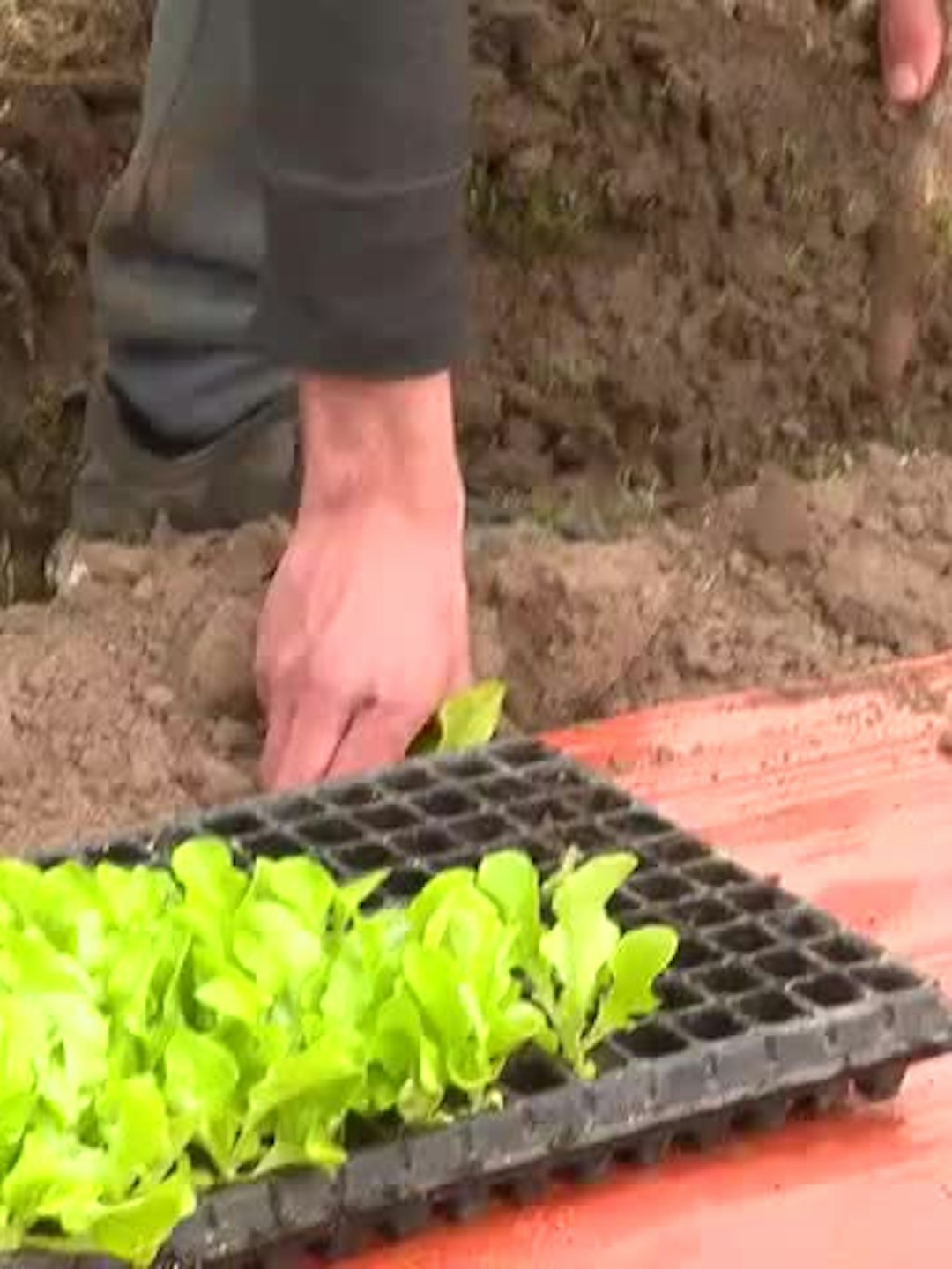 Preocupación por aumento en precio de la lechuga