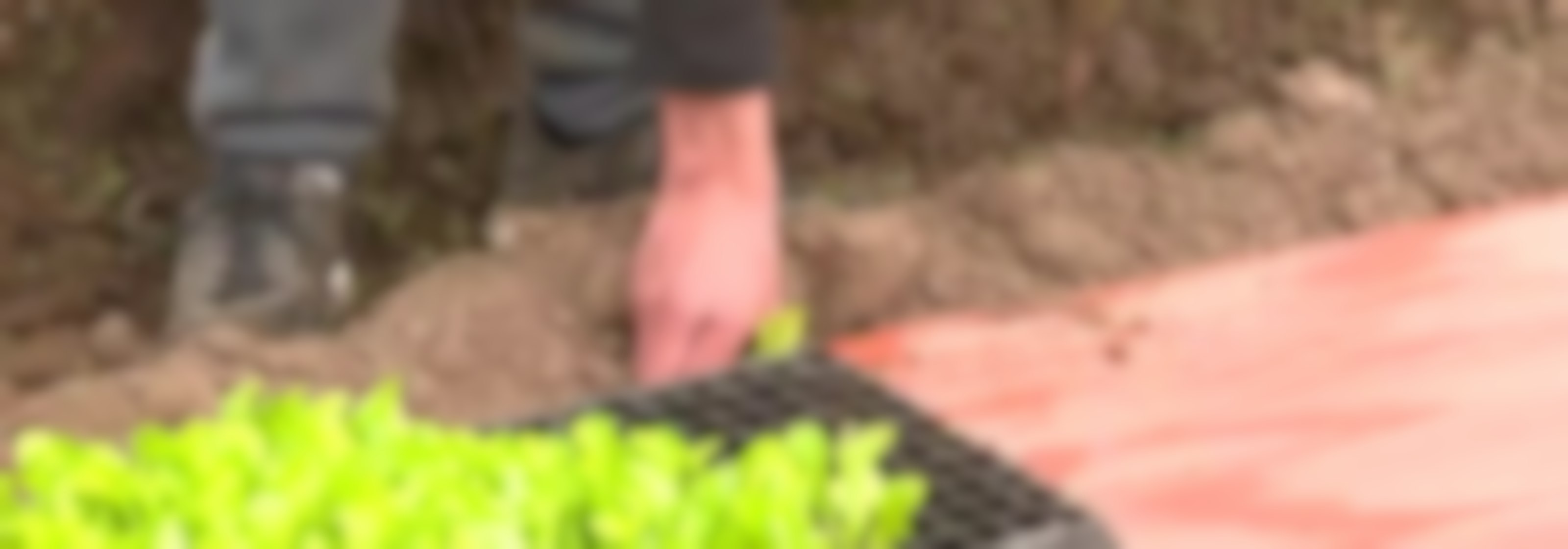 Preocupación por aumento en precio de la lechuga