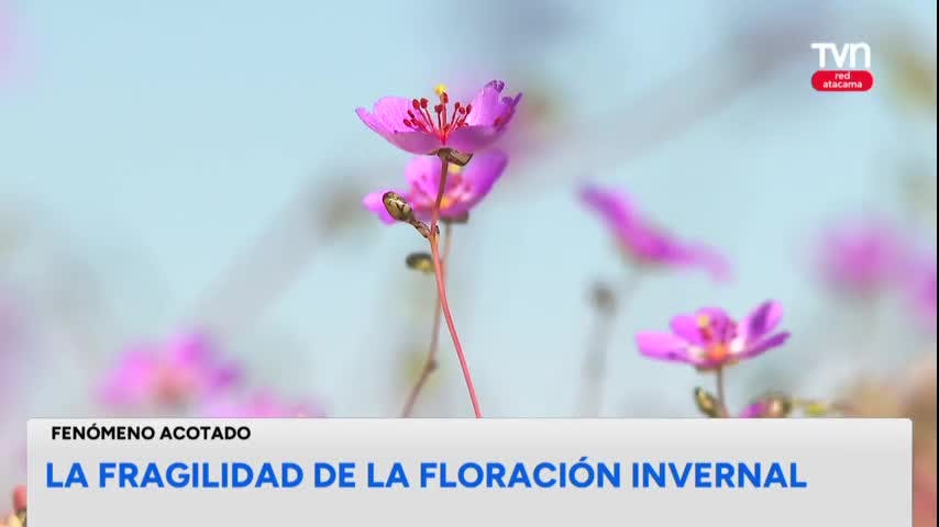 La fragilidad de la floración invernal