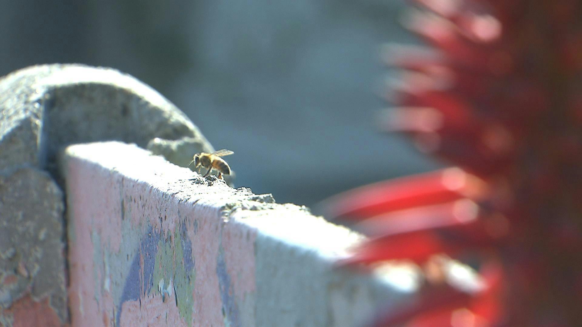Preocupación por enjambre de abejas en sector residencial de Viña del Mar 