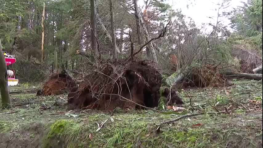 Familia escapó de milagro de caída masiva de árboles