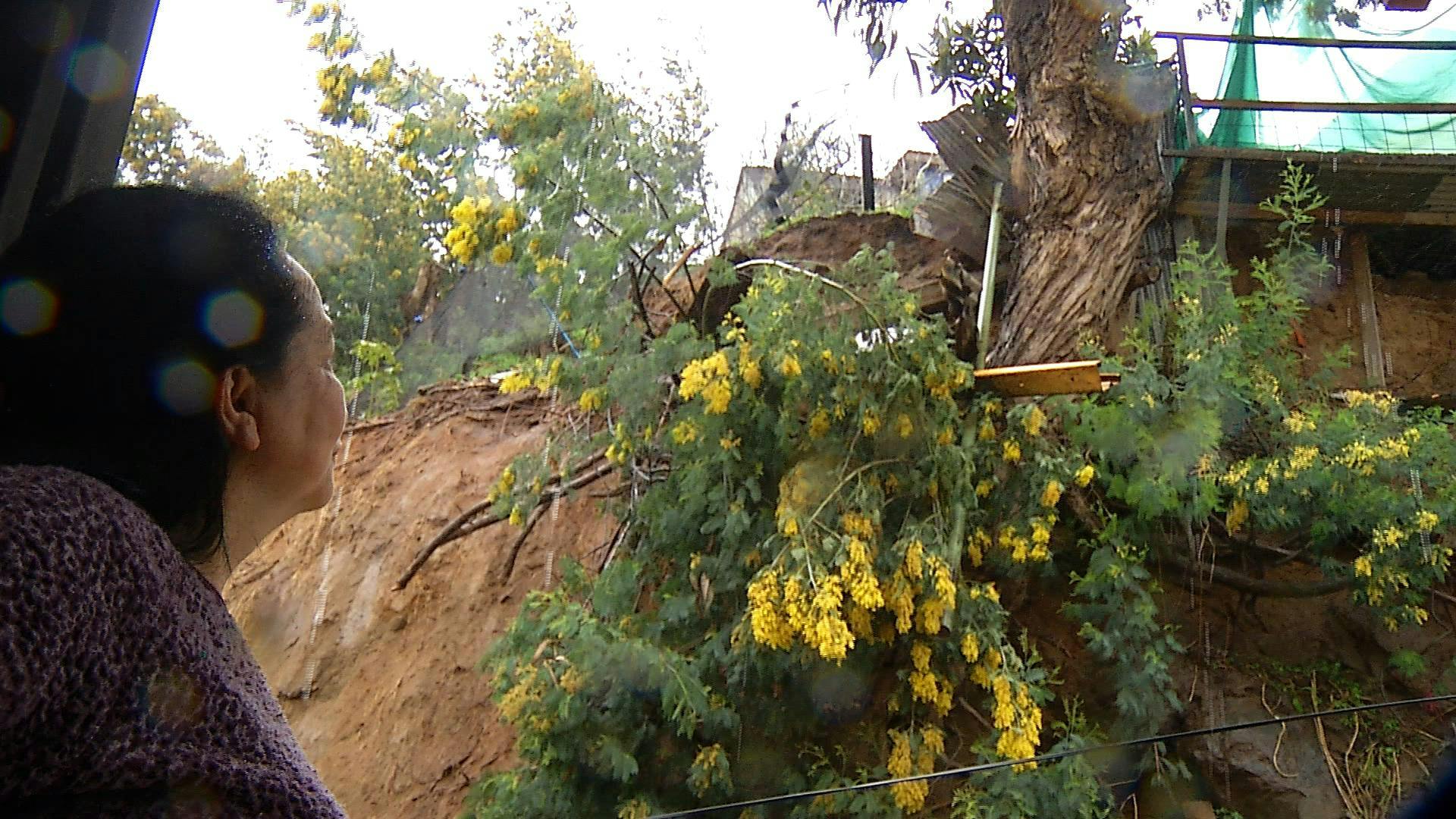 Árbol amenaza con caer sobre vivienda en Valparaíso