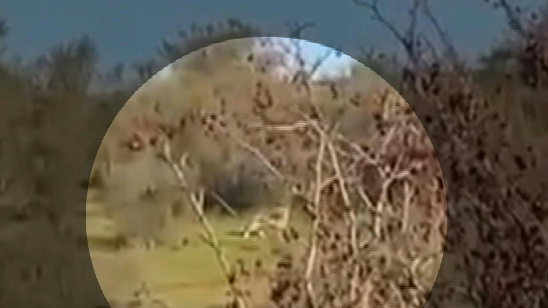 Avistamiento de puma mantiene a vecinos en alerta en Viña del Mar 