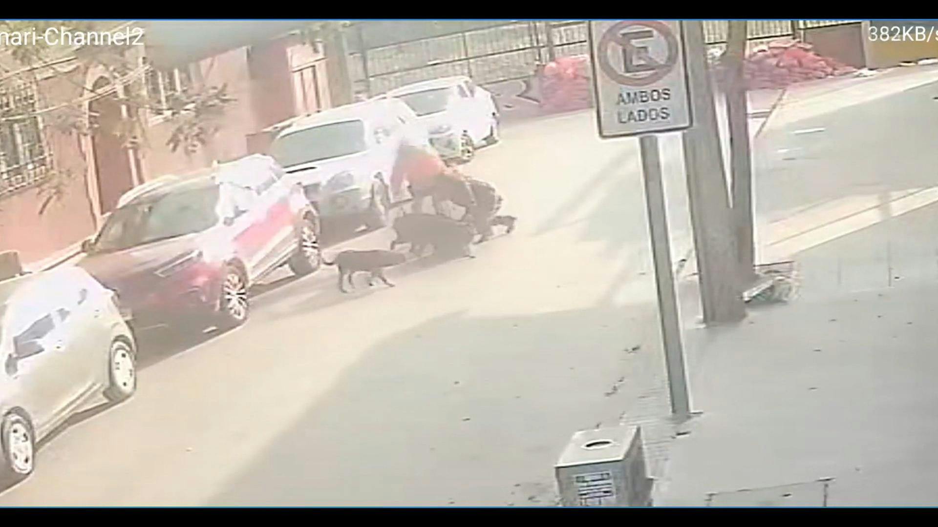 Preocupación entre vecinos de céntrico sector de Viña del Mar ante presencia de jauría de perros