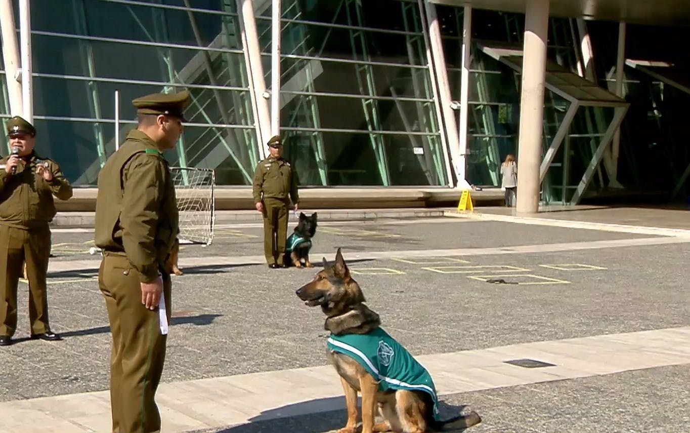 El Escuadrón Canino de Carabineros nos sorprende con sus grandes habilidades