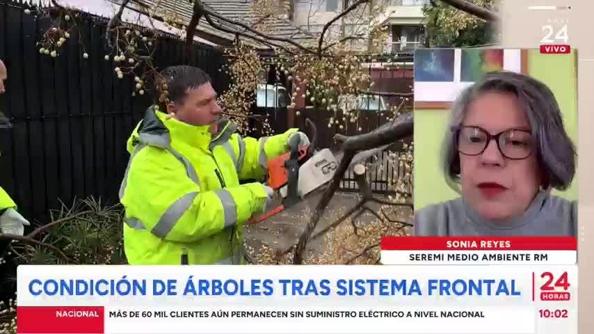 Seremi del Medio Ambiente aborda caída de árboles por fuertes vientos