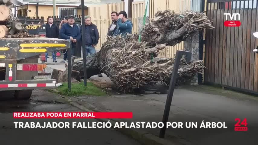 Trabajador fallece aplastado por árbol en Parral