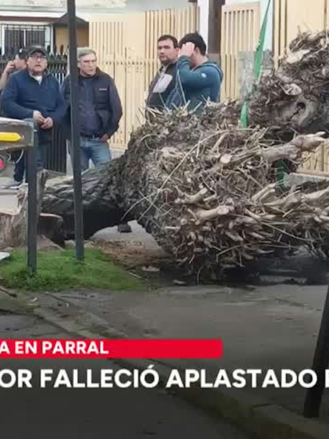 Trabajador fallece aplastado por árbol en Parral