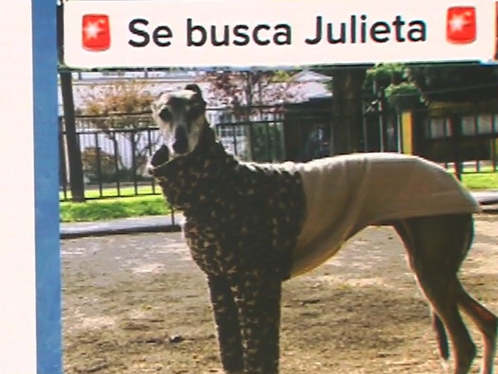 ¡Ayudemos a encontrar a Julieta!