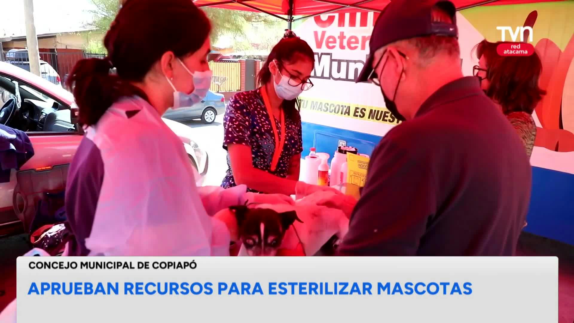 Anuncian operativo de esterilización de mascotas