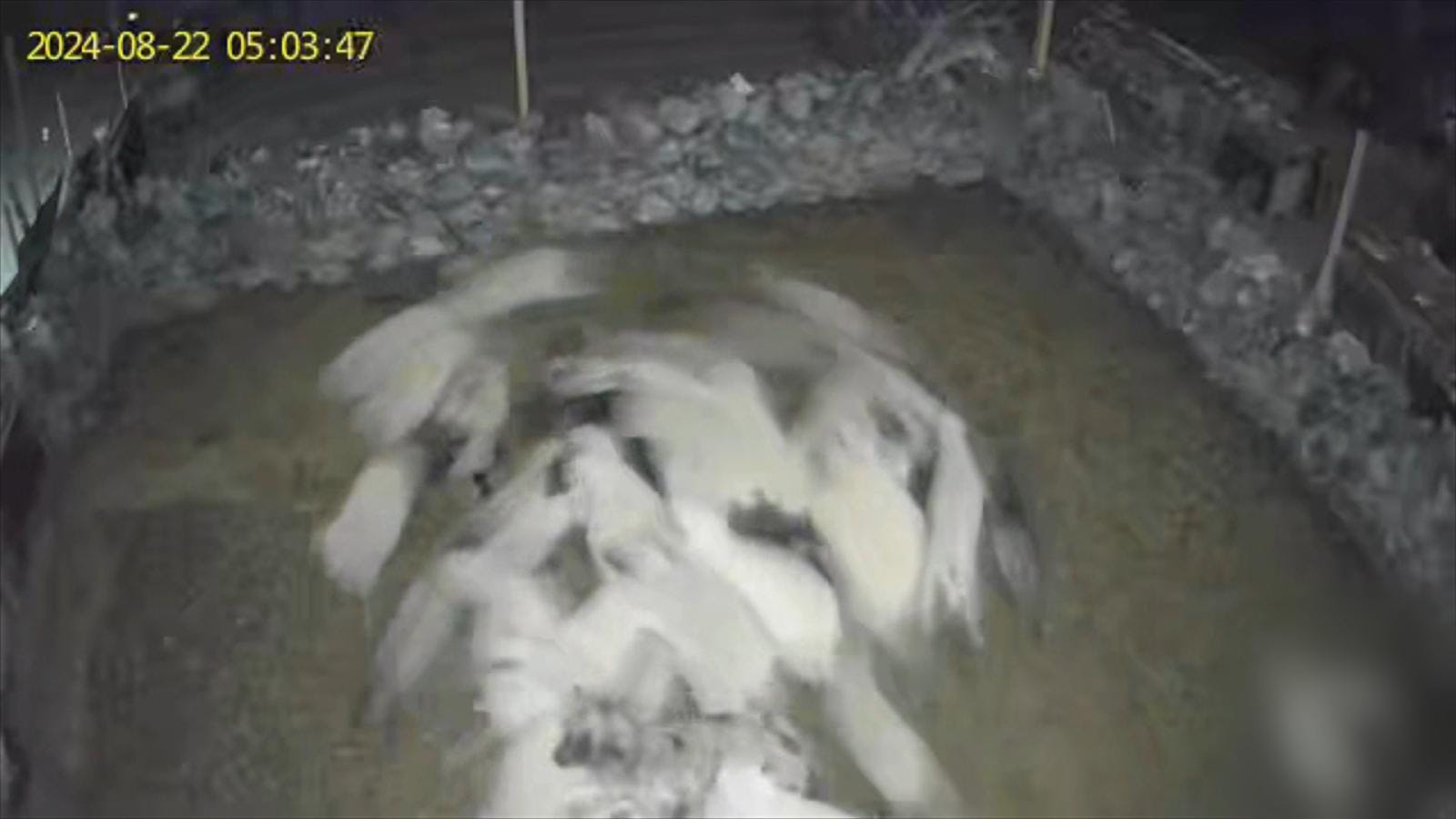 Registran nuevo ataque de puma a ganado