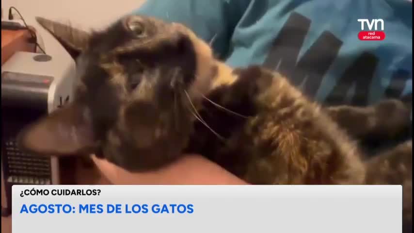Mes de los gatos