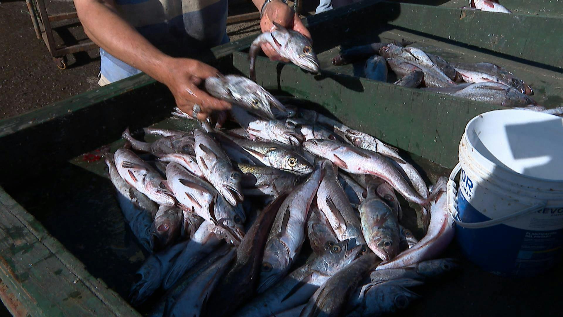 Pescadores artesanales se encuentran preocupados ante inicio de veda de la  merluza 