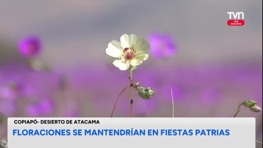 Floraciones acotadas en el desierto de Atacama