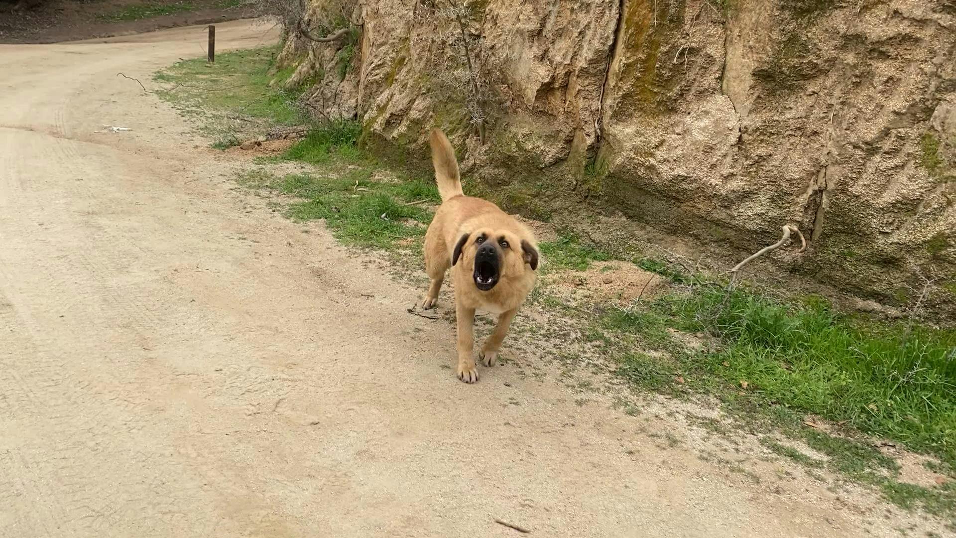 Vecinos se encuentran alertados por jauría de perros en QuilpuéVecinos se encuentran alertados por jauría de perros en Quilpué