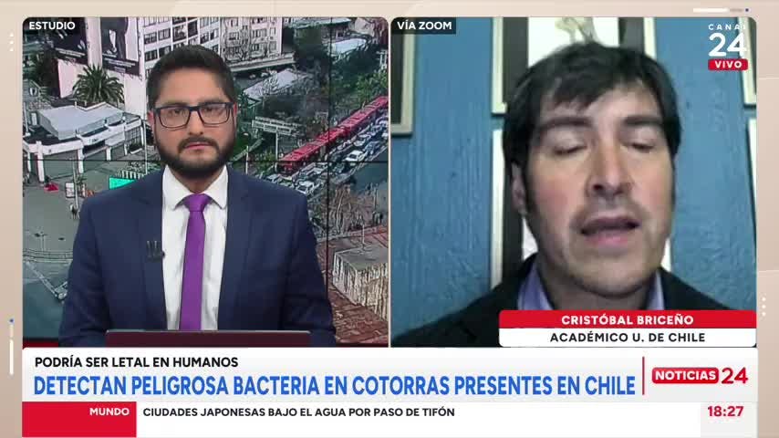 Académico y peligrosa bacteria en cotorras presentes en Chile: “En las personas puede provocar neumonías severas”