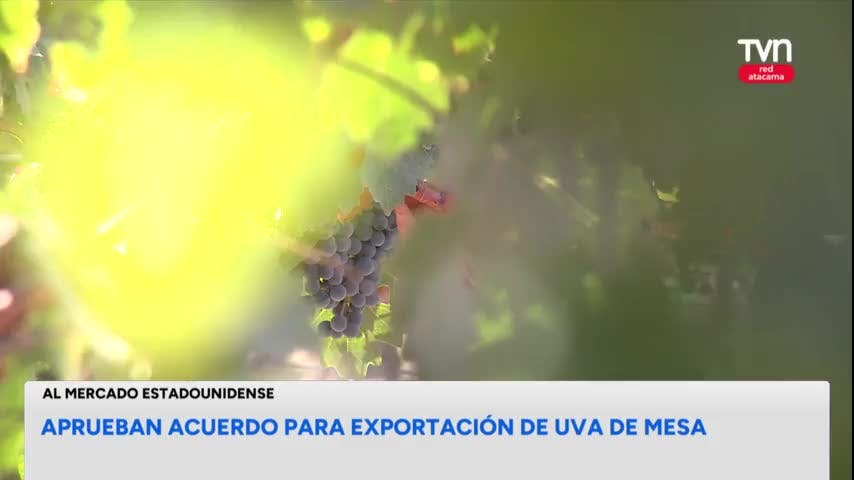 Exportación de uva de mesa