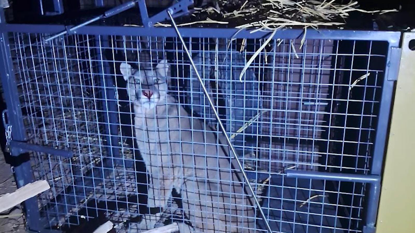 Capturan a puma que rondaba cerca del poblado de Socaire