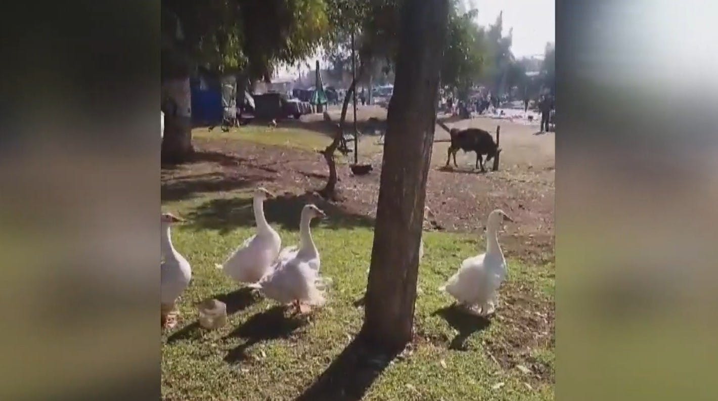 ¡Hay hasta un toro!: Vecina convirtió plaza pública en una granja en Estación Central
