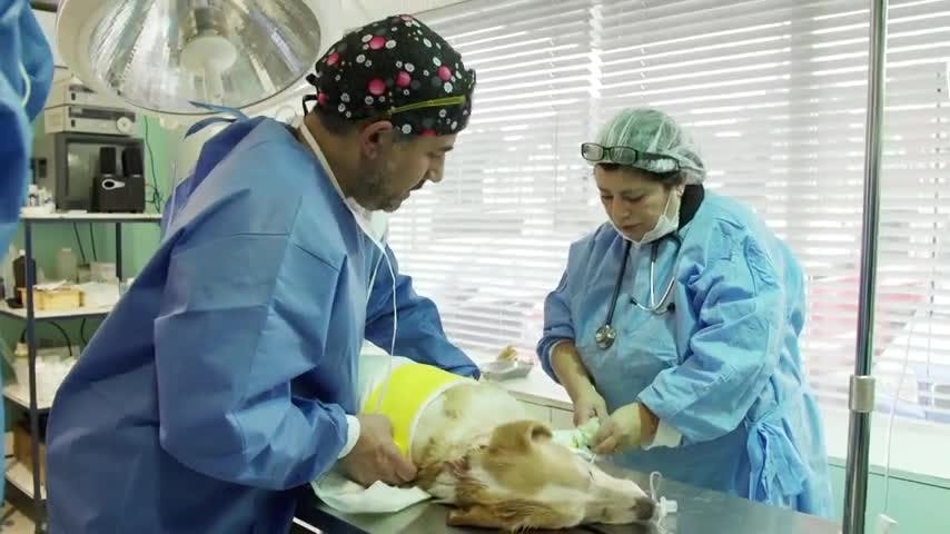 Naty una perrita con un gran tumor en su espalda será sometida a una operación. | Kunga - T1E2