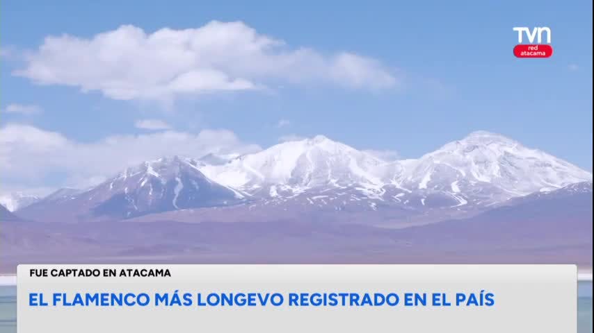 Captan al flamenco andino más longevo