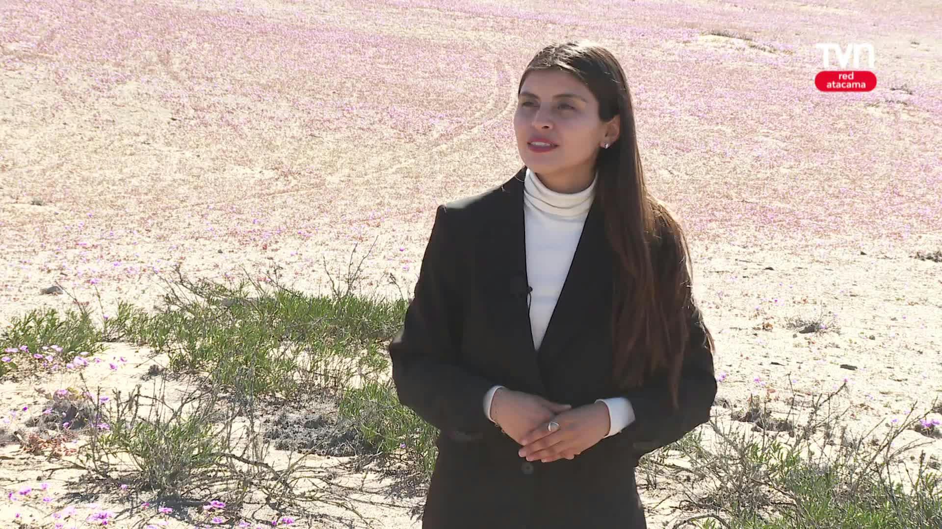 #EstadoRegional: César Pizarro, Jefe de Conservación Conaf Atacama