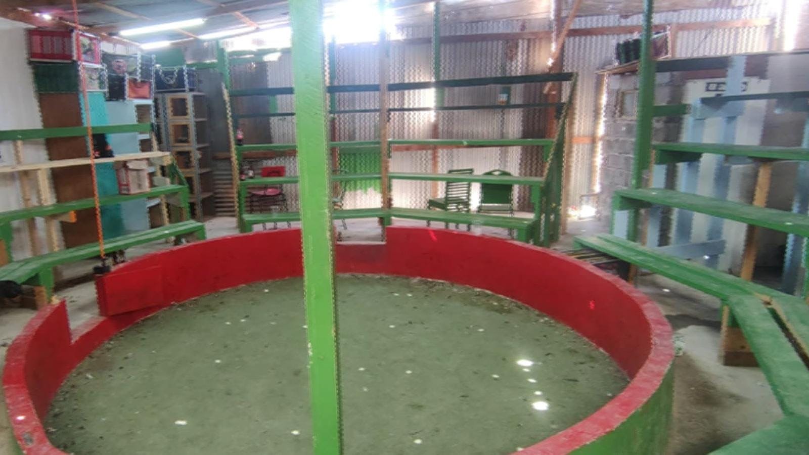 Cuatro detenidos por participar y organizar peleas de gallos 
