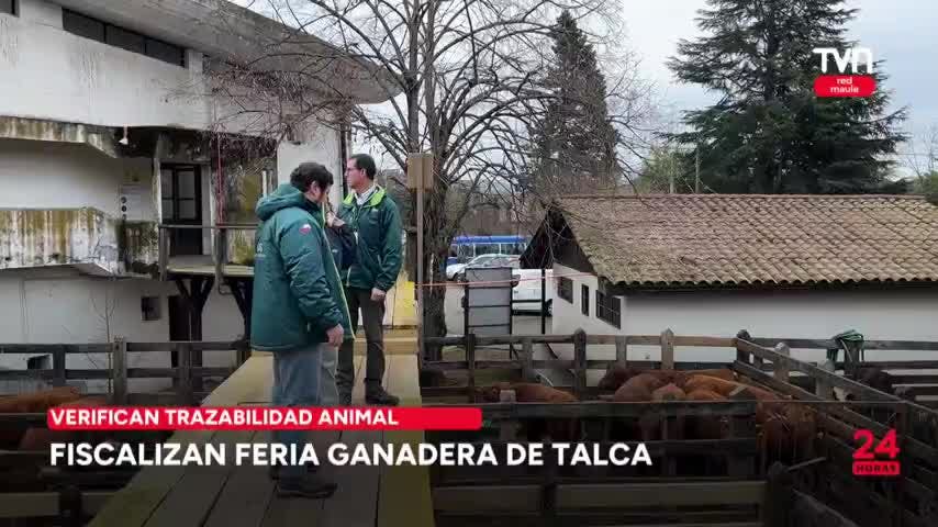 Fiscalizan feria ganadera de Talca