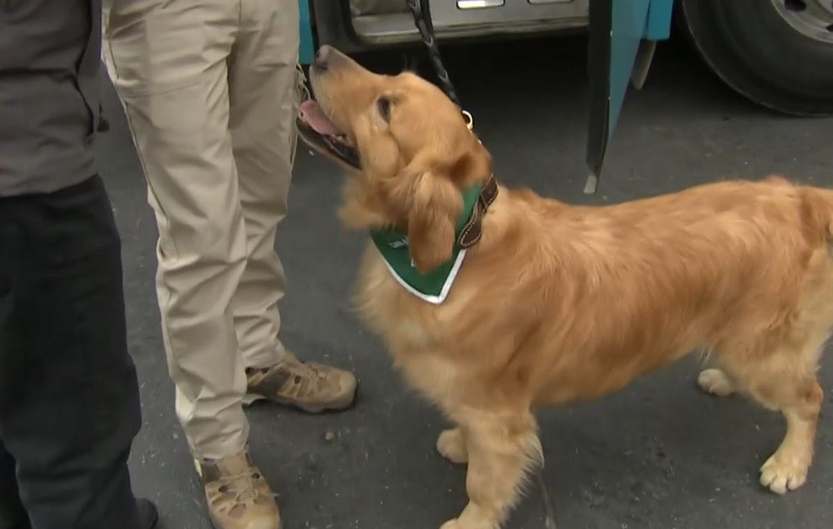 Hulk, el perrito del OS7 que fiscaliza en el terminal de buses
