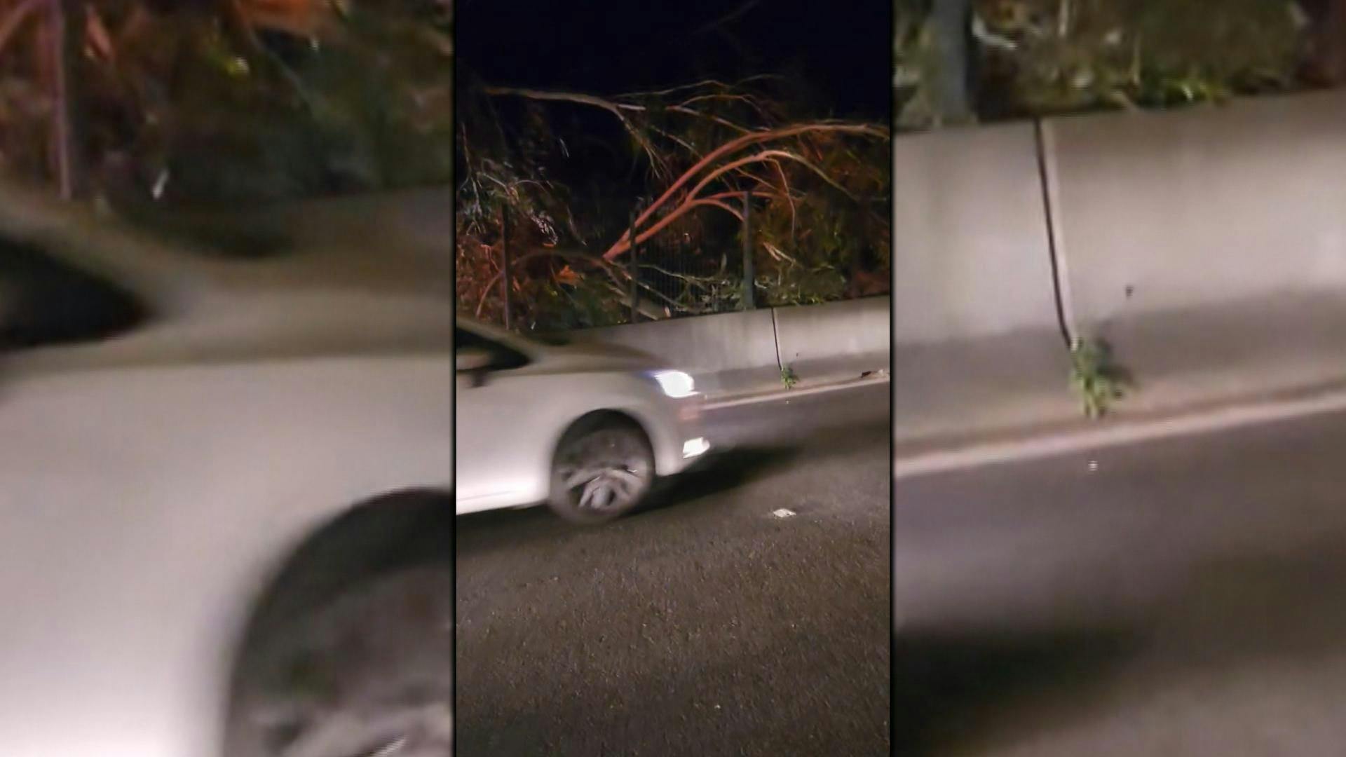 Árbol cae sobre Subida Santos Ossa y deja la autopista cortada