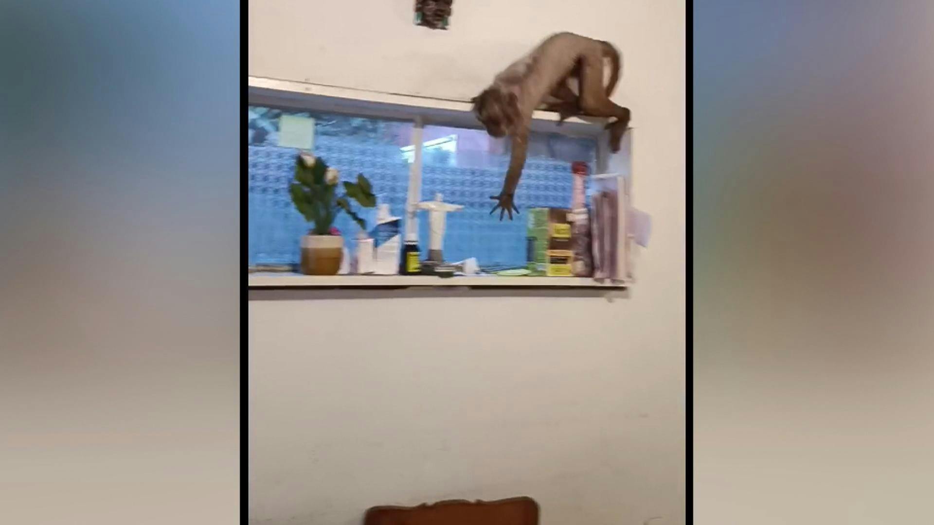 Mono habría escapado mientras era alimentado en Zoológico de Quilpué