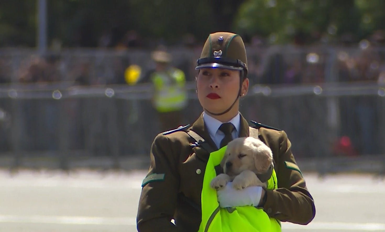 Cachorros y perritos de Carabineros se llevan los aplausos en la Parada Militar