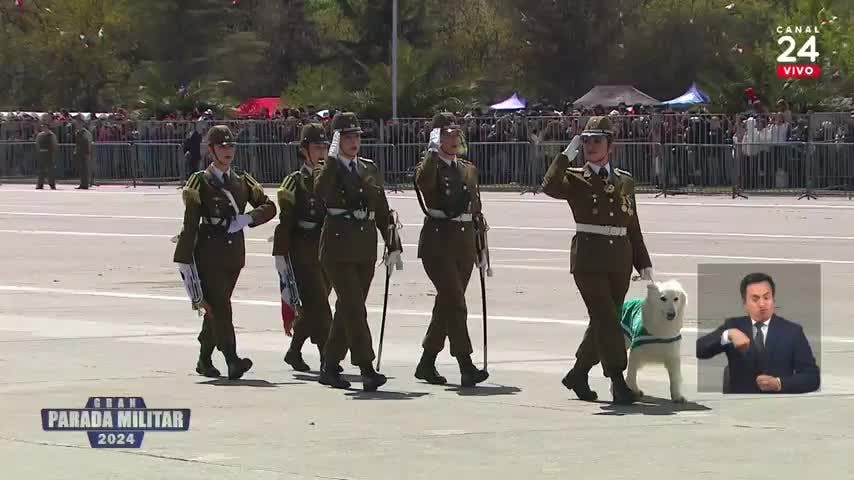 Perritos policiales llenaron de ternura el Parque O'Higgins en la Parada Militar 2024