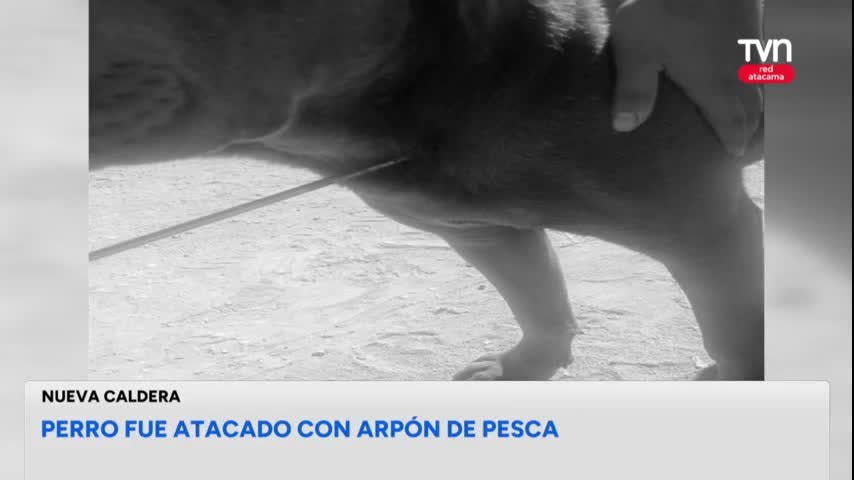 Perro fue atacado con arpón de pesca