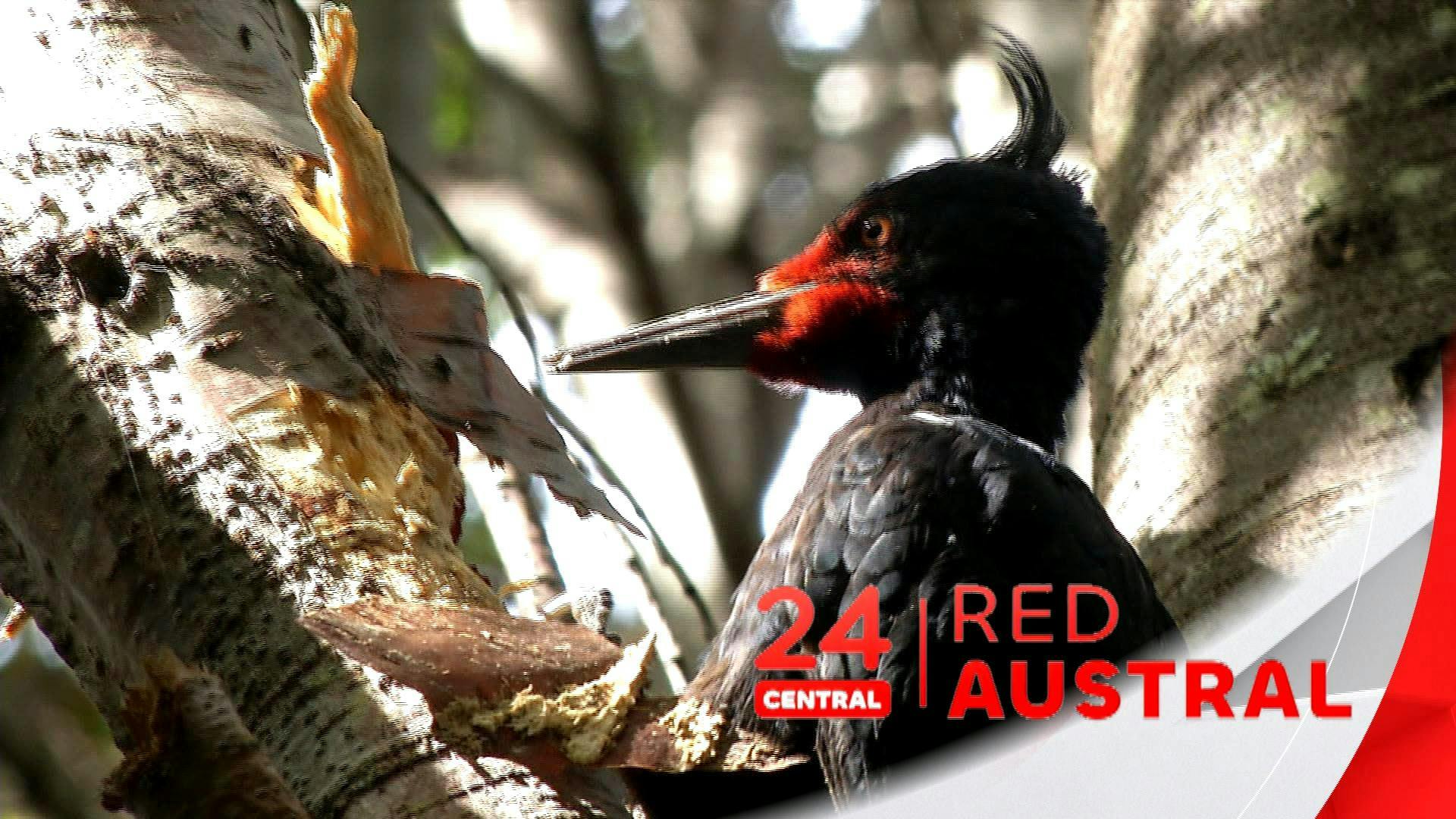 Noticiero 24 horas Red Austral