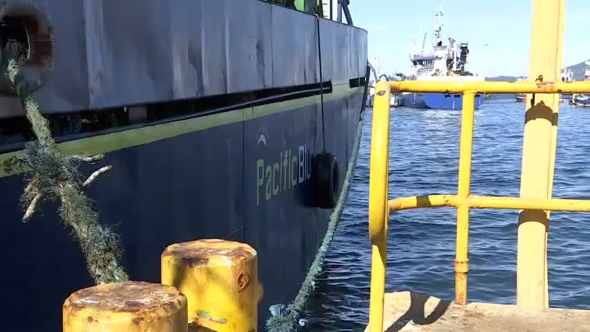 Presentan proyecto de ley para reactivar captura industrial de la jibia