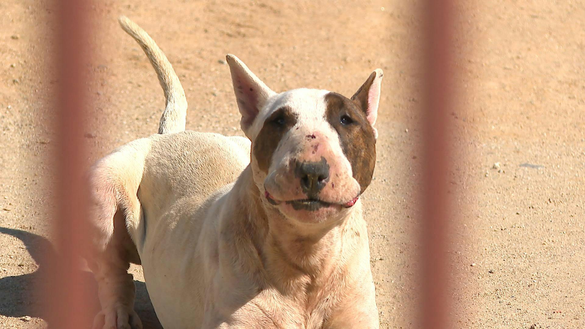 Jauría de perros mantiene atemorizados a vecinos de Quilpué