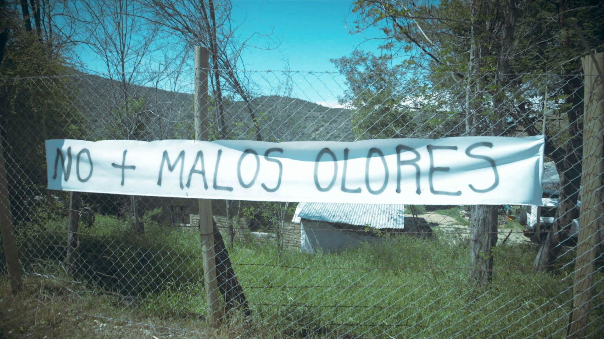 Reportajes Domingo | Avícola clandestina: sigue comercializando huevos