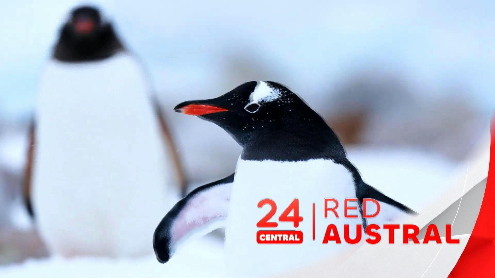 Noticiero 24 horas Red Austral
