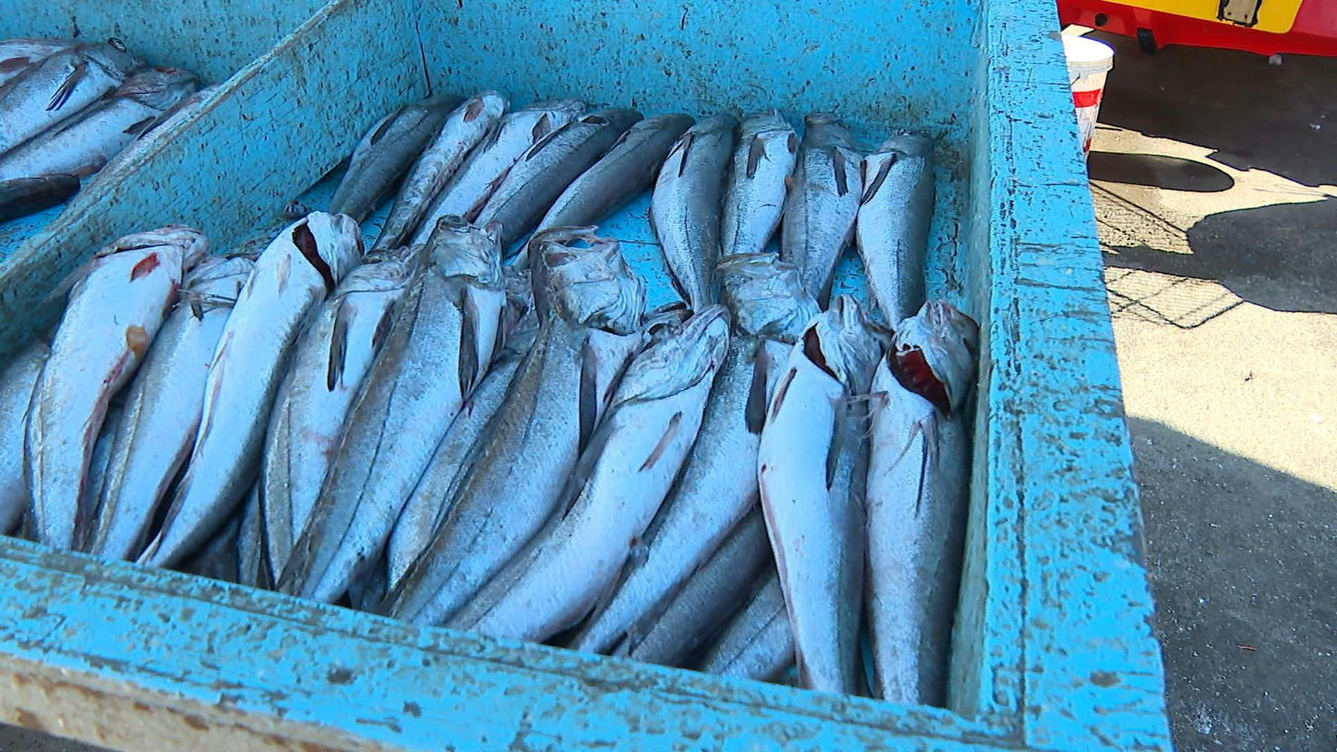 Promueven el consumo de mariscos y pescados para tener una  alimentación saludable 