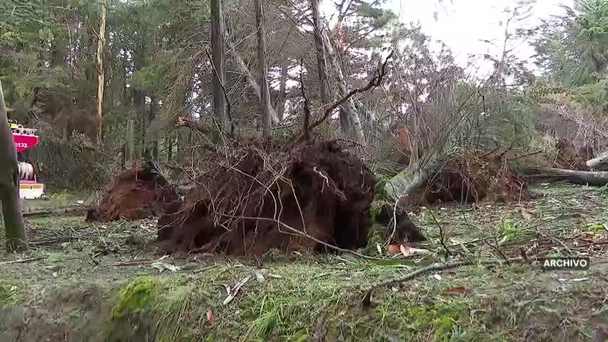 Hacen leña de árbol en Santuario de la naturaleza: investigan delito de daño ambiental